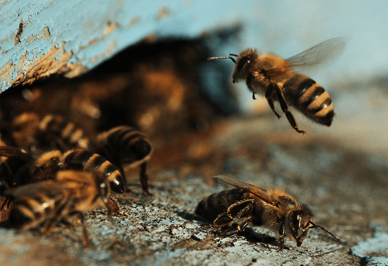 Bienen - Imkerei Rummel